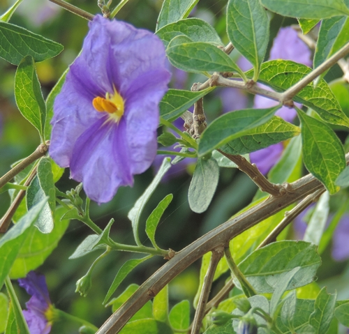 Lycianthes rantonnetii (Solanaceae)